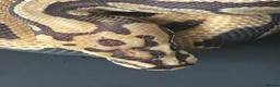 Python Snake reptiles for sale: Royal Python Male Spotnose, Fire, Het Clown - Advert 3