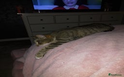 Mixed Breed cats for sale: Female mother and daughter  - Image 8