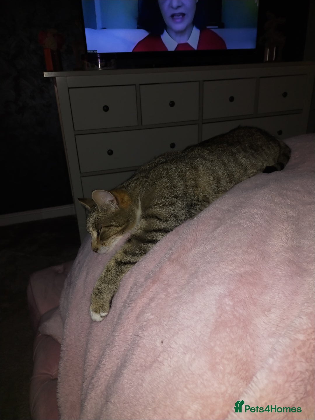 Mixed Breed cats for sale: Female mother and daughter  - Image 8