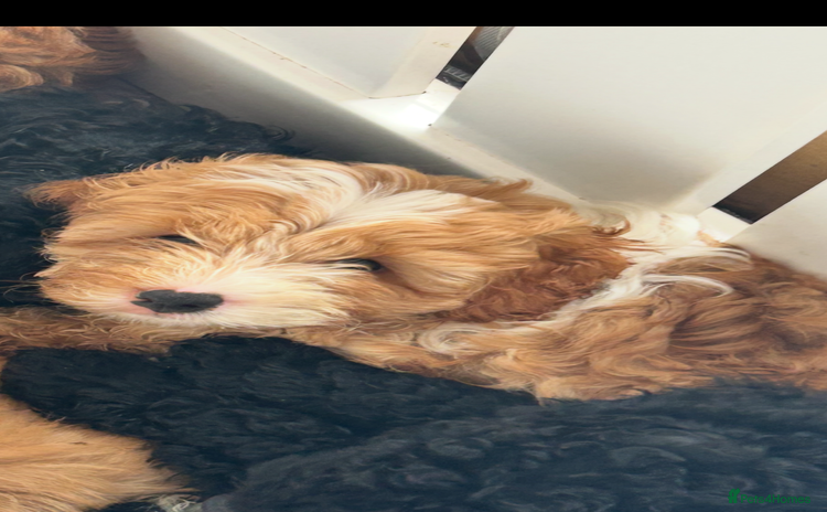 Cavapoo dogs - Advert 5