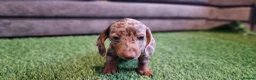 Miniature Dachshund dogs for sale: MINIATURE DACHSHUNDS PUPPIES  - Advert 9