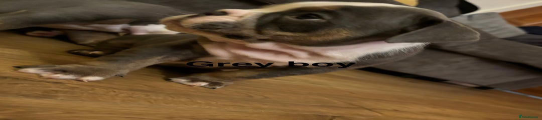 Olde English Bulldogge grey