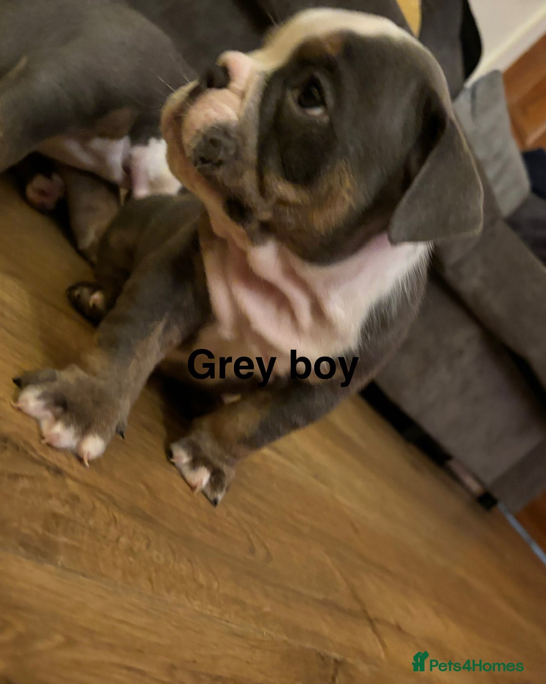 Olde English Bulldogge dogs for sale: Olde English bulldogs puppies  - Image 4