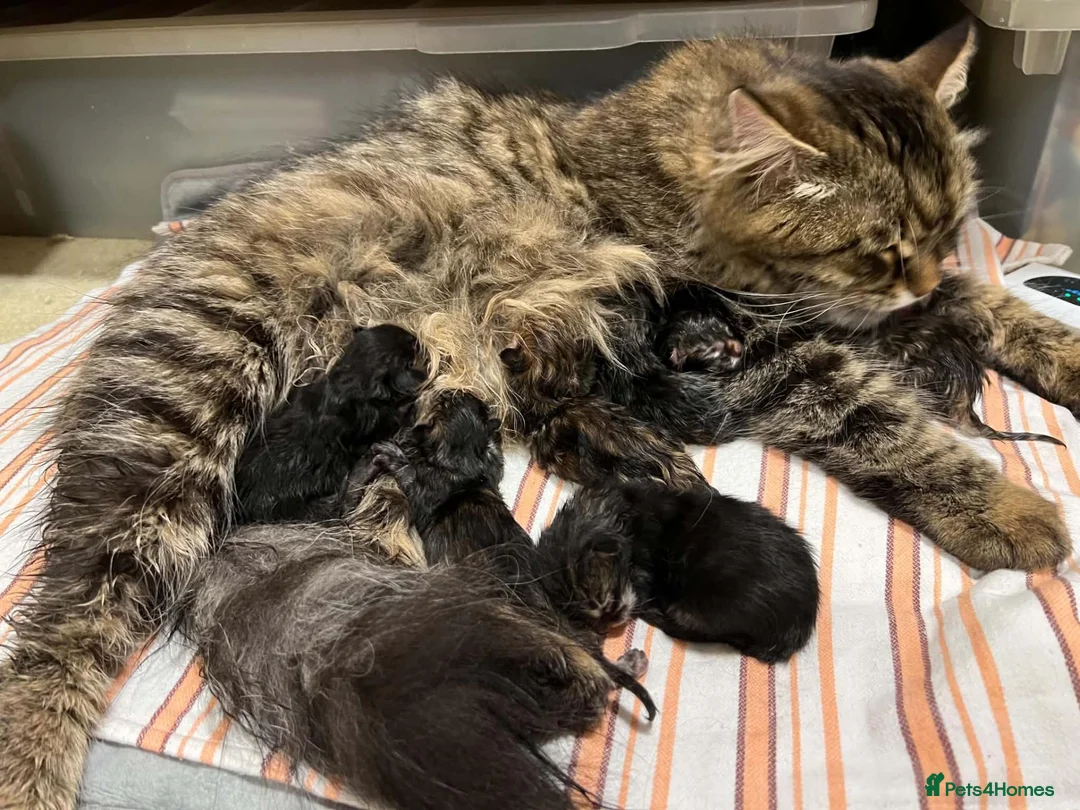 Siberian cats for sale: Siberian Kitens from Tunguska House Cattery - Advert 1
