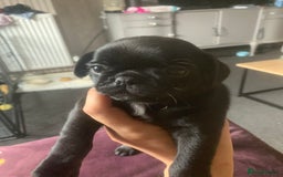 Mixed Breed dogs for sale: Frenchies/ jugs puppies. Please read - Image 1