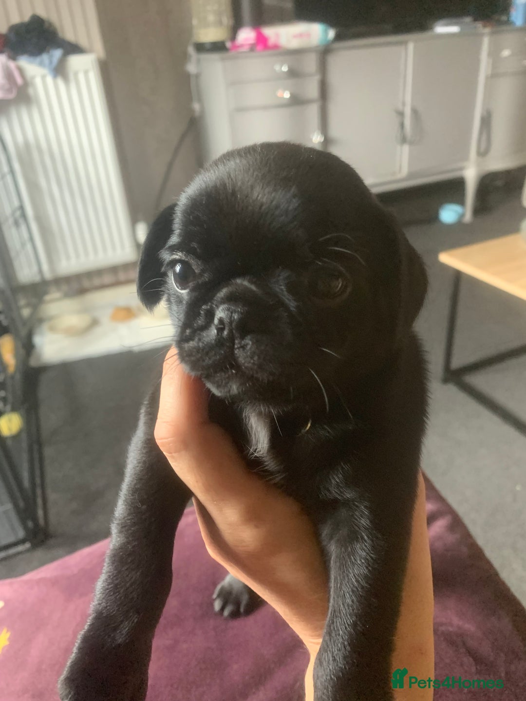 Mixed Breed dogs for sale: Frenchies/ jugs puppies. Please read - Image 1