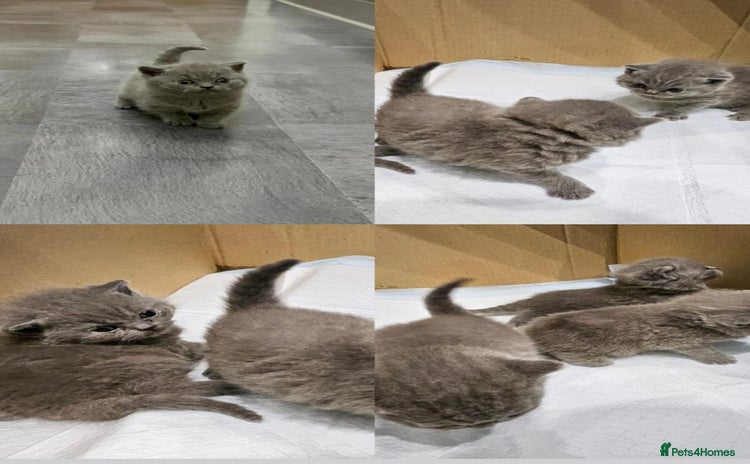British Shorthair cats - Advert 14