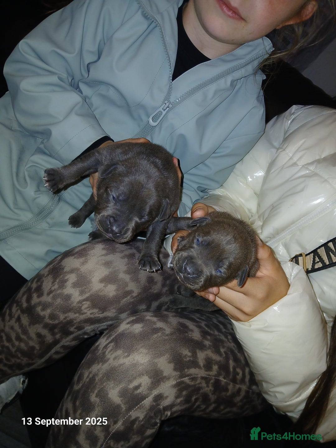 Staffordshire Bull Terrier dogs for sale: Beautiful Staffordshire Bull pups  - Image 11