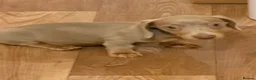 Miniature Dachshund dogs for sale: KC pure Miniature Dachshunds   - Advert 11