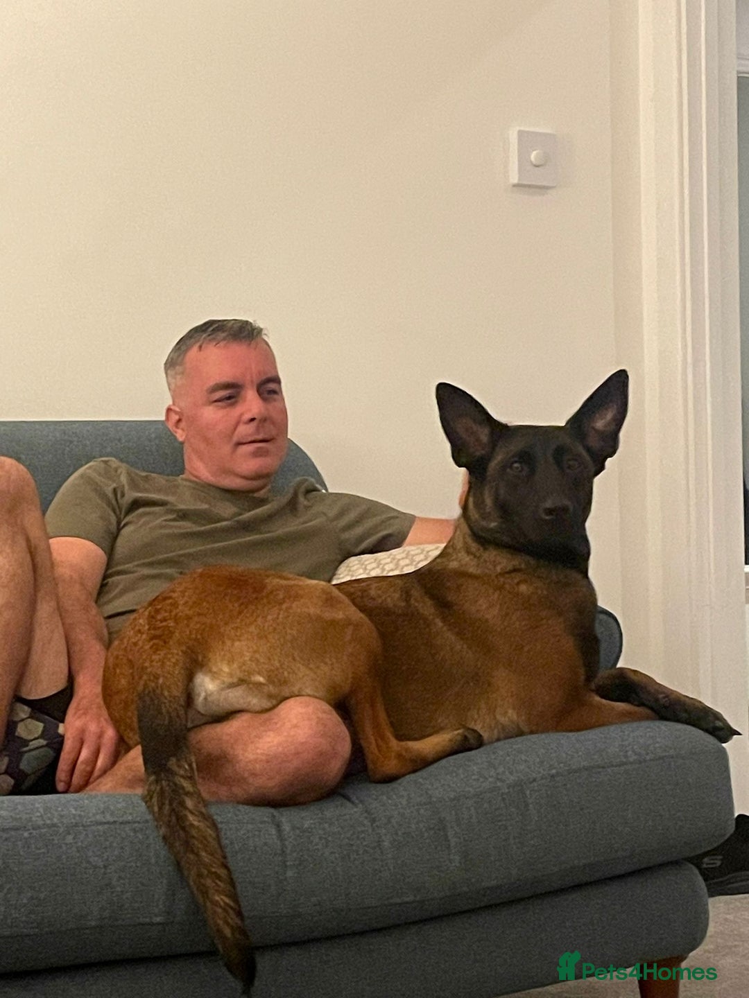 Belgian Shepherd Dog dogs for sale: Belgian Malinois x Dutch - Female 4 Yrs - Image 20