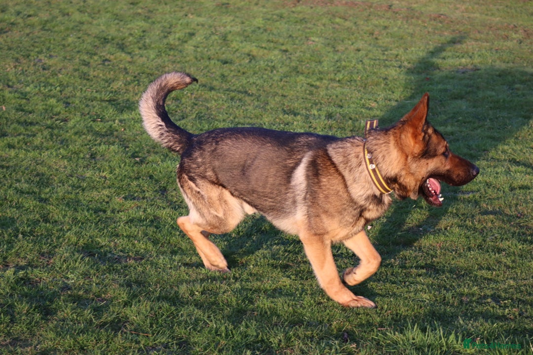 German Shepherd dogs for sale: Chewbacca the handsome gsd  - Advert 2