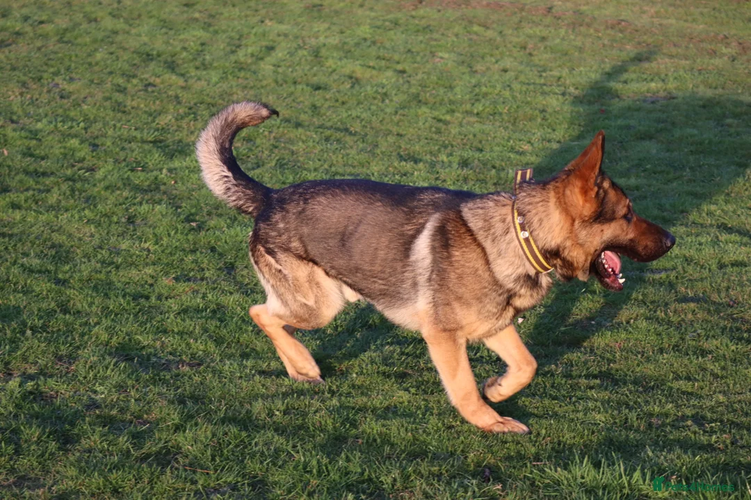 German Shepherd dogs for sale: Chewbacca the handsome gsd  - Advert 2