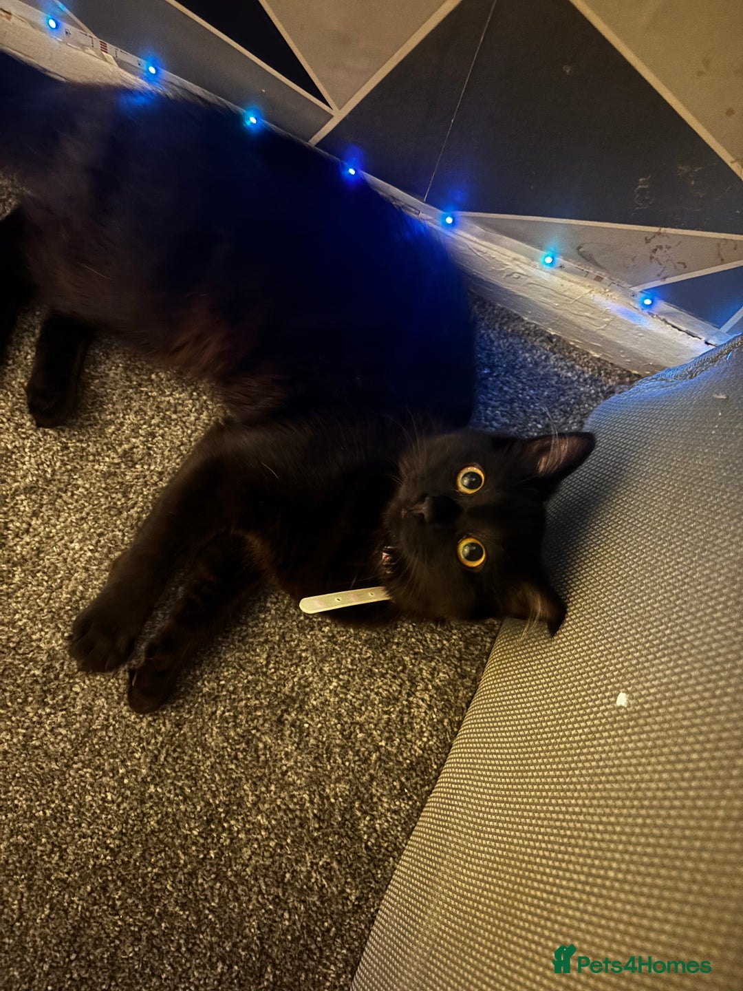 Mixed Breed cats for sale: Black long fur female free to home  - Advert 2