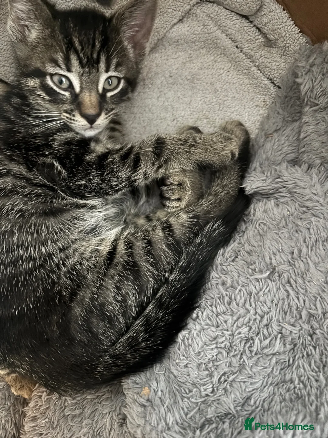 Mixed Breed cats for sale: 😍 Male tabby kitten - Advert 2