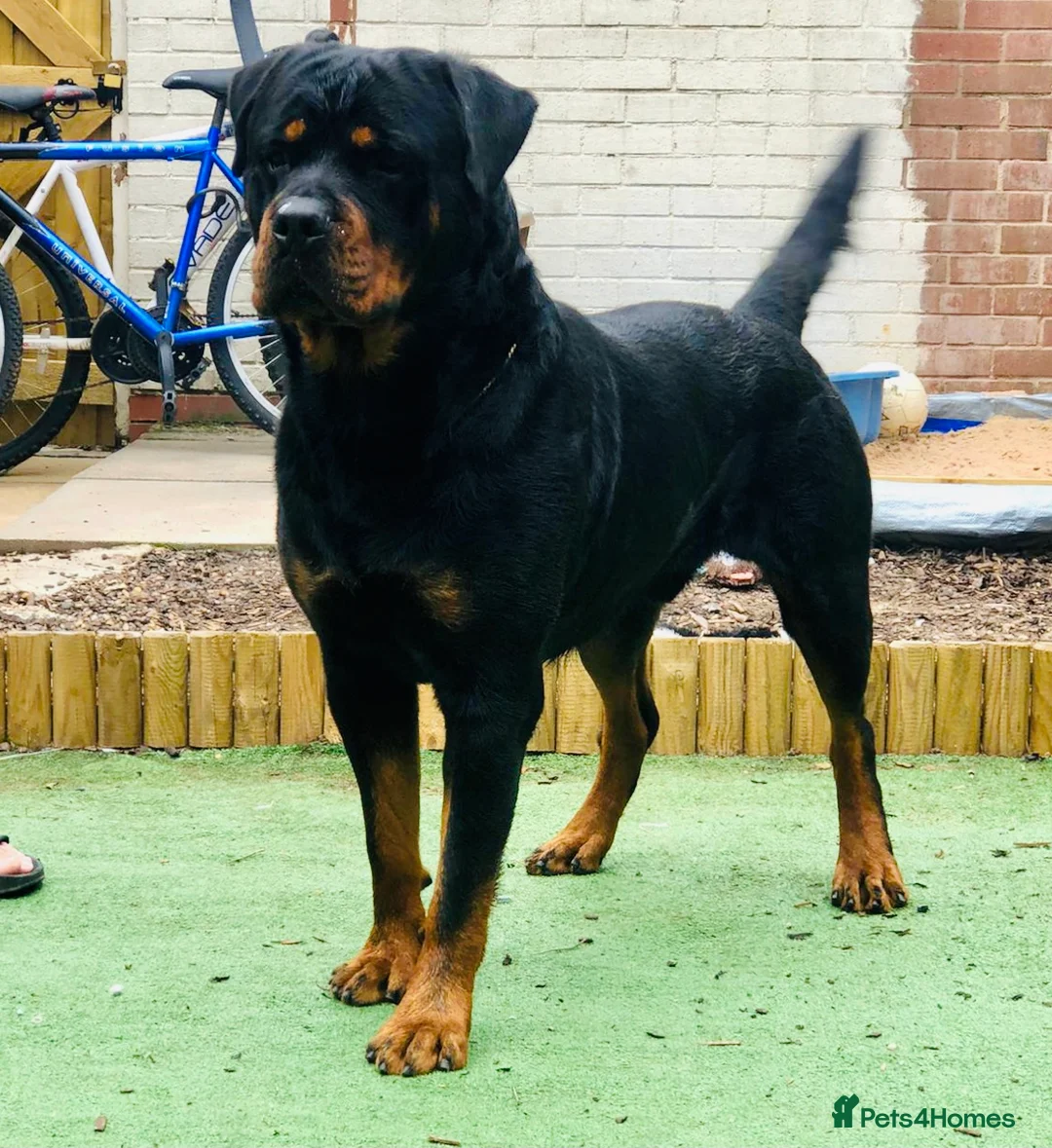 Rottweiler dogs for stud: The legendary KIMBO BOSS MAN. Serbian import KC! in Leicester - Advert 4