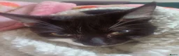 Mixed Breed cats for sale: 12 week old kittens  in Norwich - Advert 1