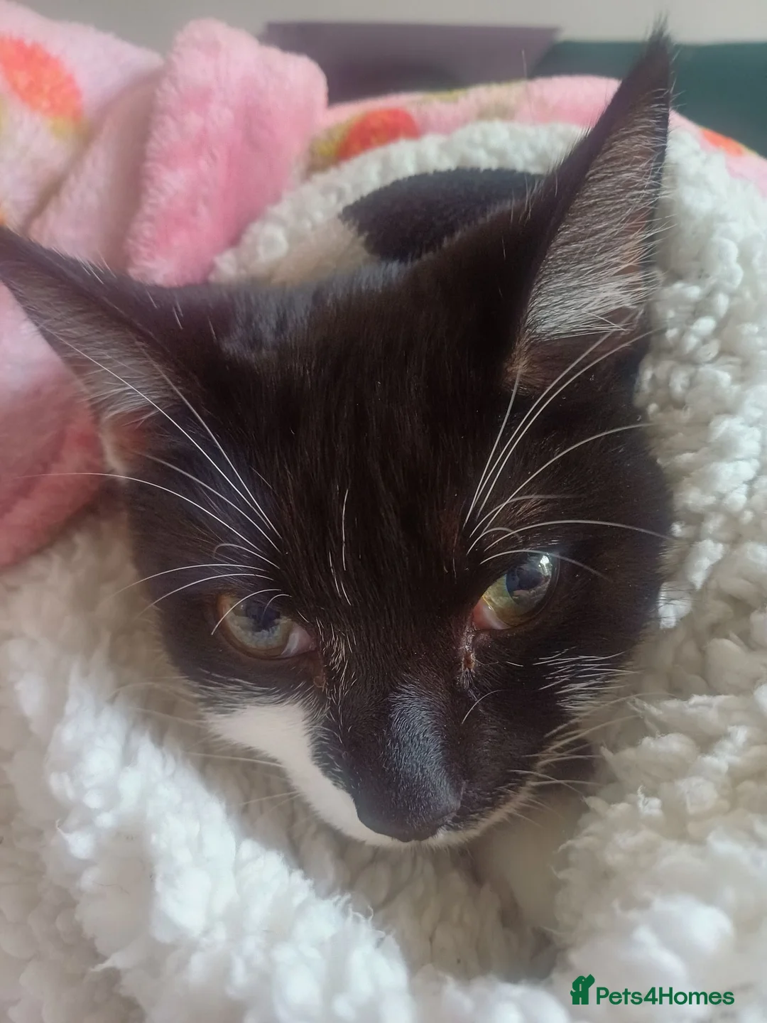 Mixed Breed cats for sale: 12 week old kittens  in Norwich - Advert 1