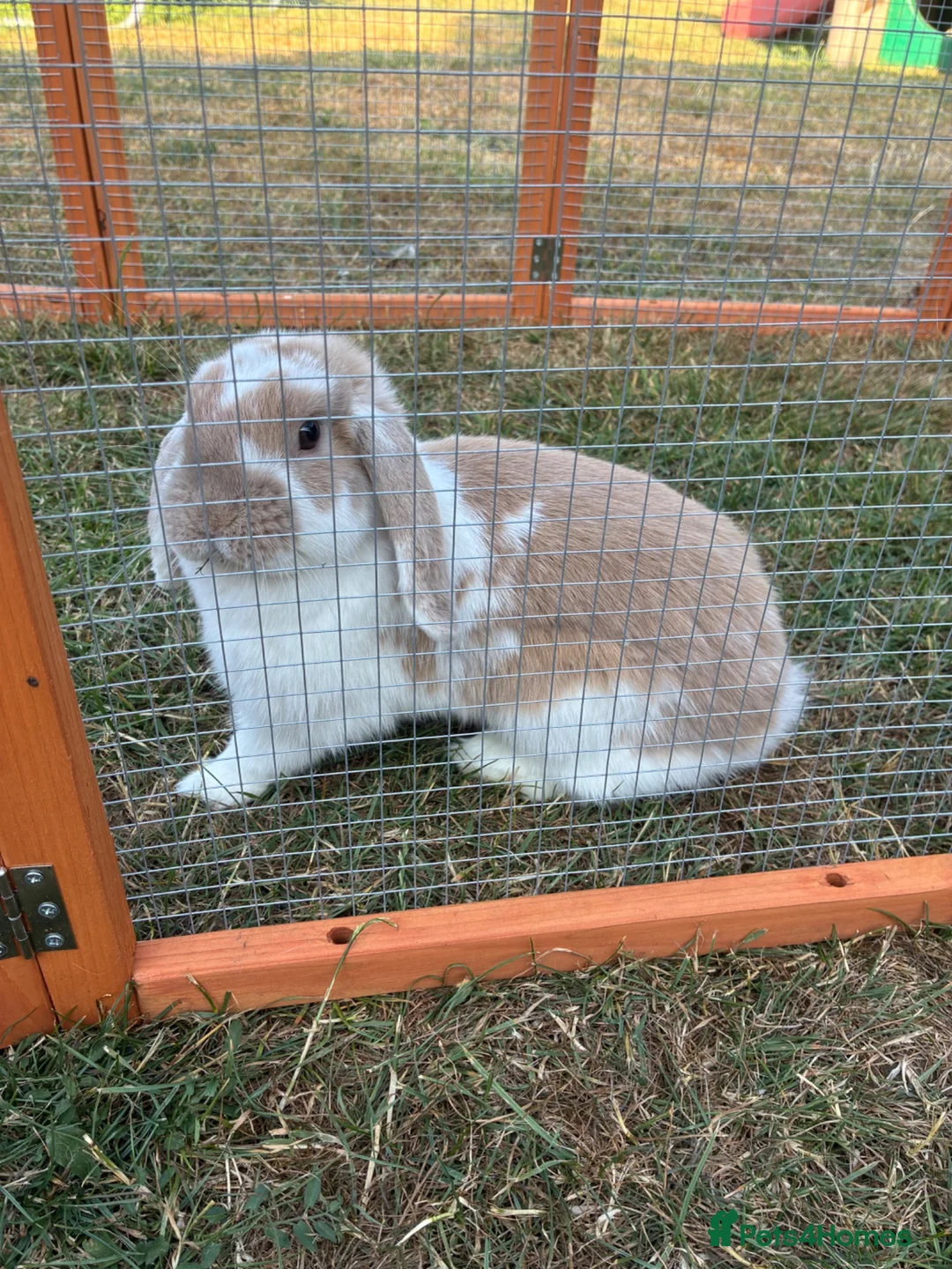 Mini Lion Lop rabbits for sale: Female Rabbit  - Advert 1