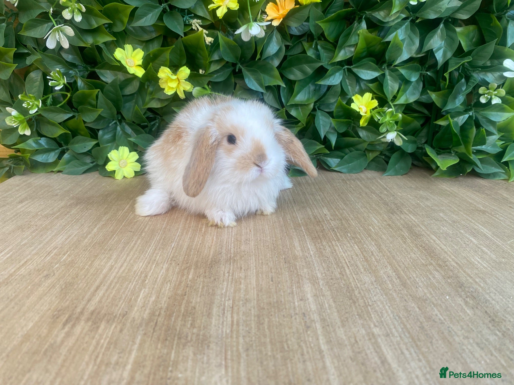 Mini Lop rabbits Mini lops Est since 2014  - Advert 1