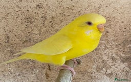 Budgerigars birds for sale: Beautiful Budgies - Image 3