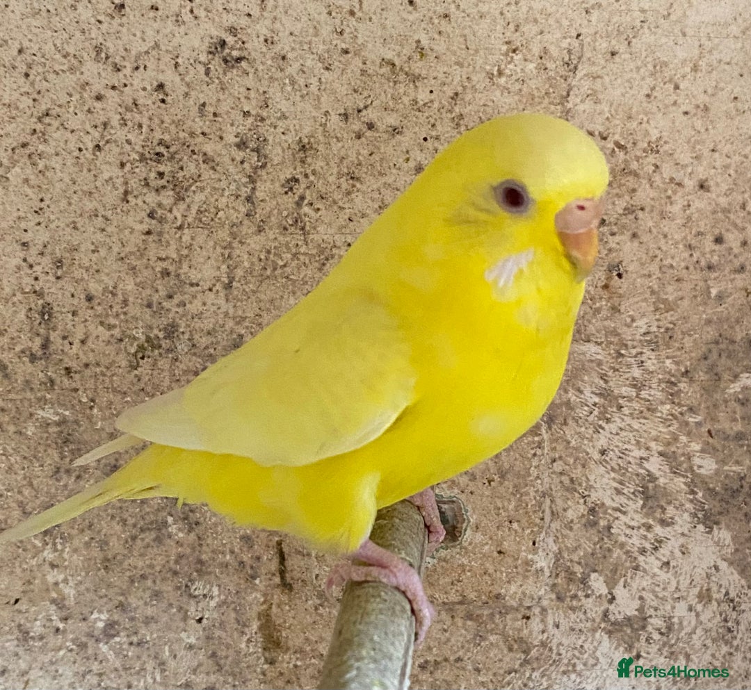 Budgerigars birds for sale: Beautiful Budgies - Image 3