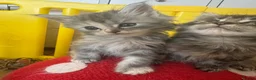 Persian cats for sale: Doll face Persian x Mainecoon gorgeous kittens  - Advert 5