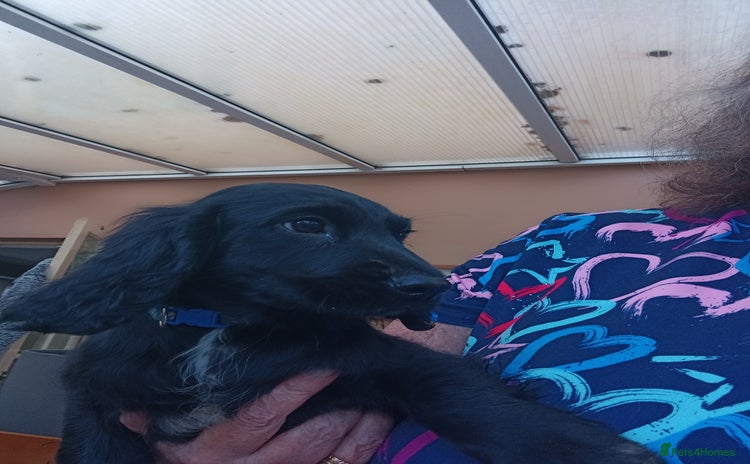 Cocker Spaniel dogs FULLY VACCINATED AND READY TO LEAVE  - Advert 2