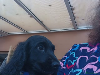 Cocker Spaniel dogs FULLY VACCINATED AND READY TO LEAVE - Advert 14