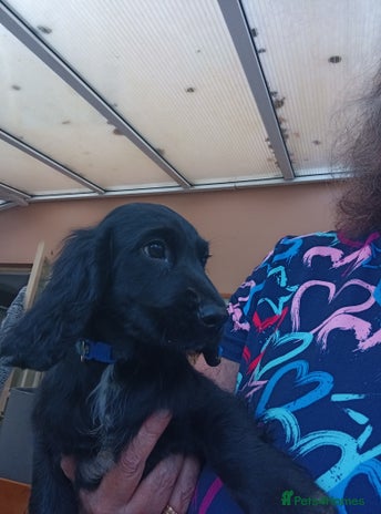 Cocker Spaniel dogs FULLY VACCINATED AND READY TO LEAVE - Advert 2