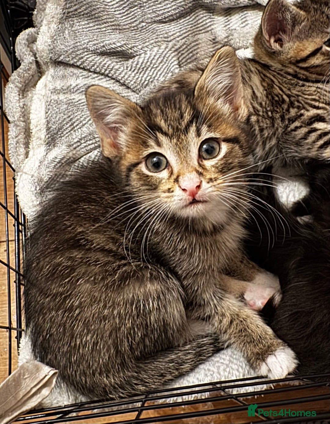 Mixed Breed cats for sale: Kittens 🐈🐈‍⬛ - Advert 8