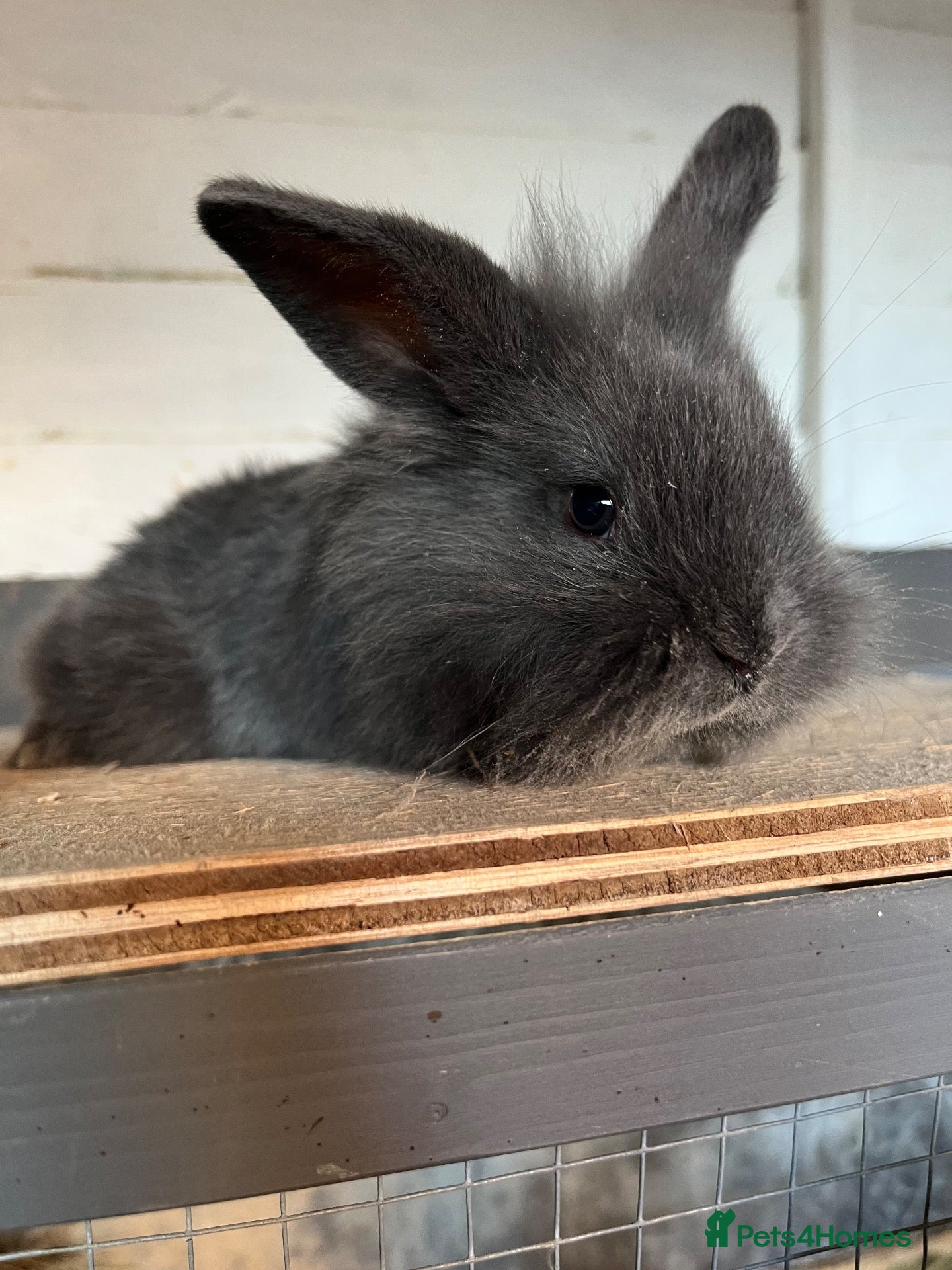 Mixed Breed rabbits for sale: Bunnies  - Advert 13