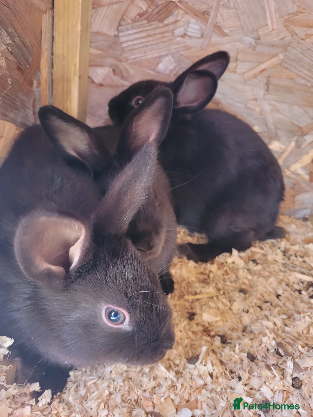 Mixed Breed rabbits for sale: Havana baby rabbits  - Advert 2