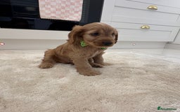 Cockapoo dogs for sale: Gorgeous F1A cockerpoos - Image 7