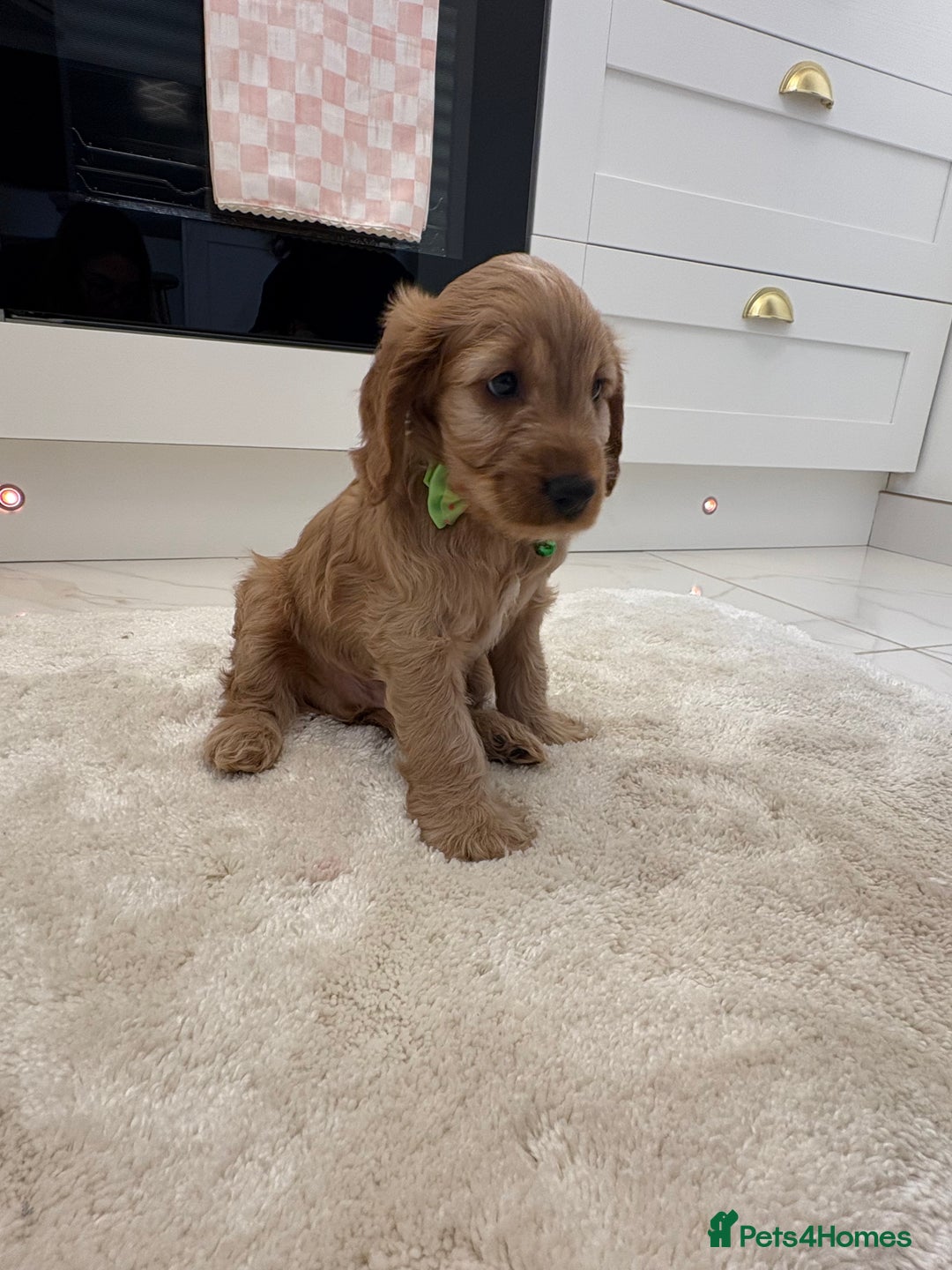 Cockapoo dogs for sale: Gorgeous F1A cockerpoos - Image 7