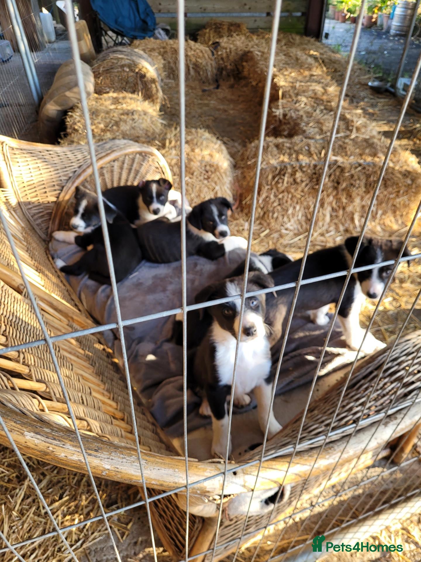 Border Collie dogs Gorgeous Border Collie Pups - Advert 1