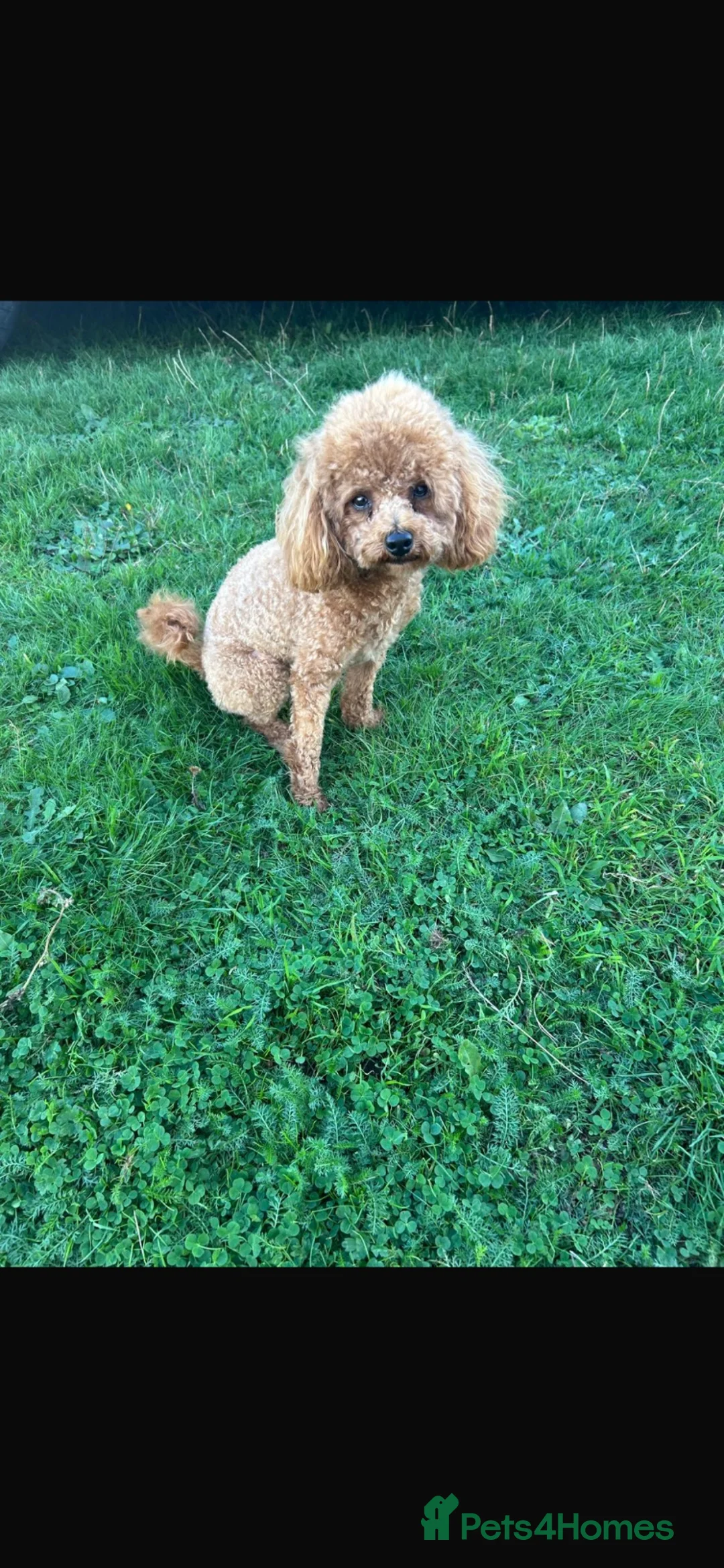 Toy Poodle dogs for stud: Stunning kc-reg  tiny red toy poodle  - Advert 1