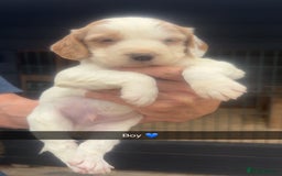 Sprocker dogs for sale: Beautiful Sprocker Puppies - Image 4
