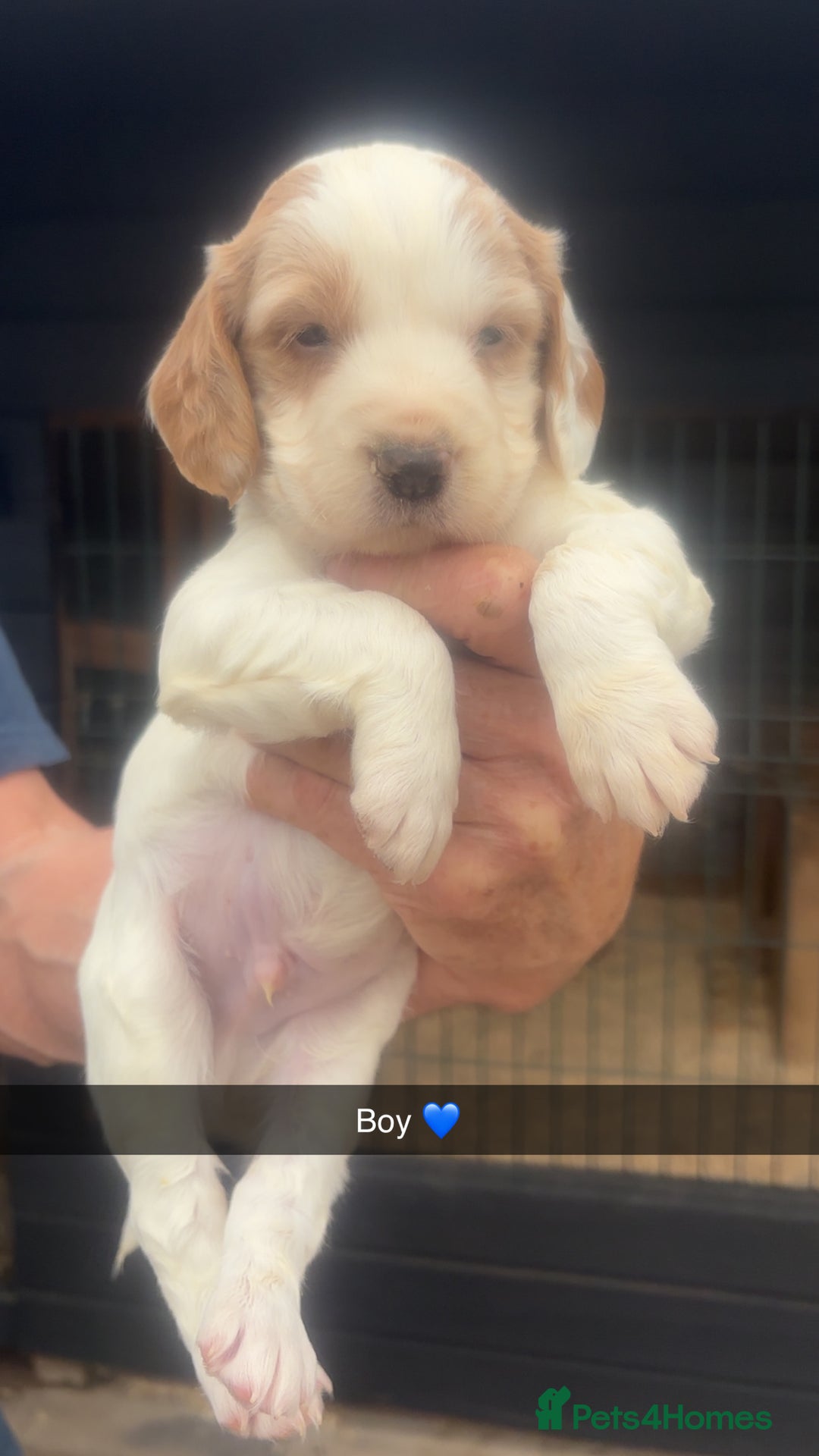 Sprocker dogs for sale: Beautiful Sprocker Puppies - Image 4