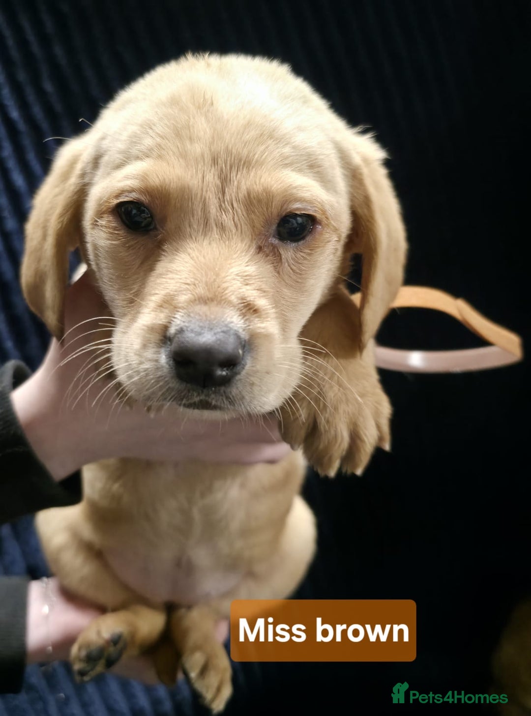 Labrador Retriever dogs for sale: Golden Labrador puppies  - Image 29