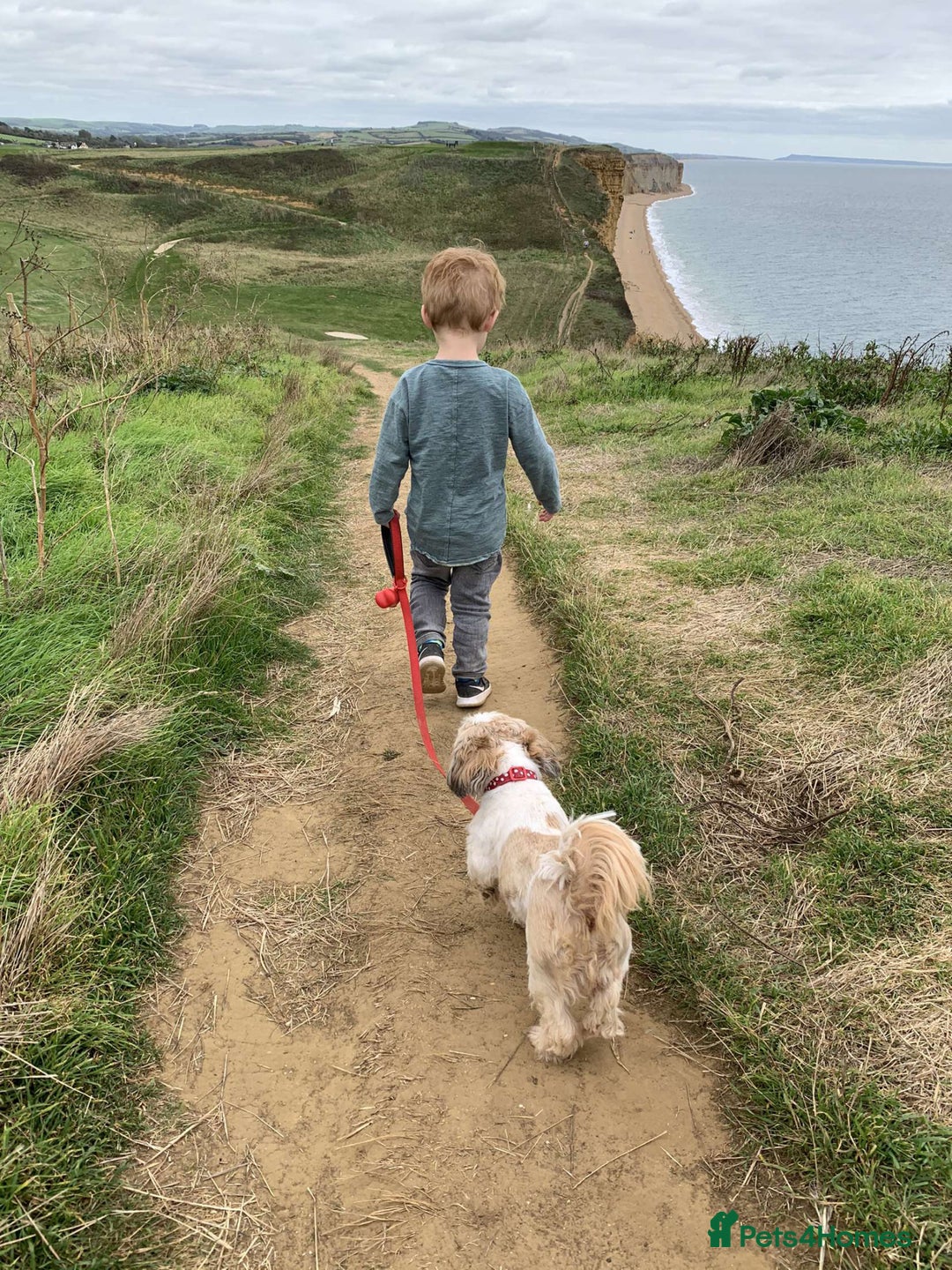 Shih Tzu dogs for stud: Gorgeous KC registered, Shih Tzu stud dog in Cullompton - Advert 3