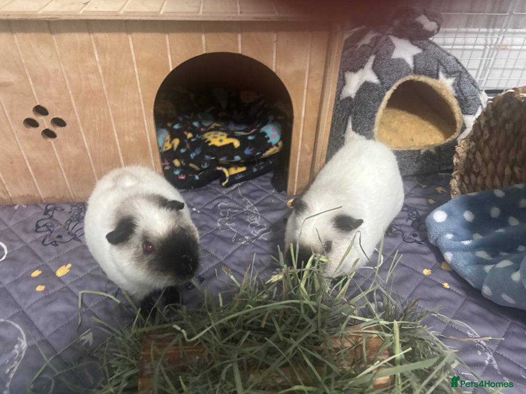 Guinea Pig rodents for sale: 4 male guinea pigs in need of a loving home ☺️ - Image 2
