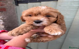 Cockapoo dogs for sale: ❤️ Tiny Deep Red Miniature F1b Cockapoo Pup's  - Image 9
