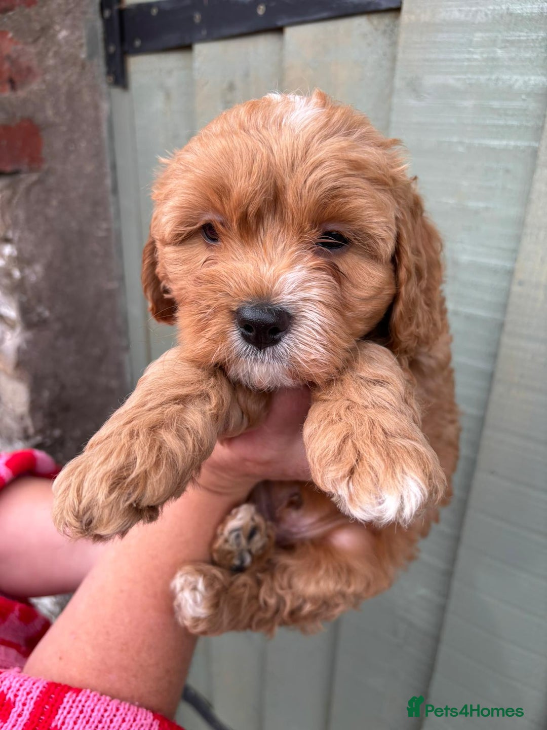 Cockapoo dogs for sale: ❤️ Tiny Deep Red Miniature F1b Cockapoo Pup's  - Image 9