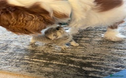 British Shorthair cats for sale: Beautiful GCCF reg BSH female kitten  - Advert 13