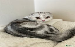 Scottish Fold cats for sale: Beautiful Scottish fold baby’s  in Reading - Image 20