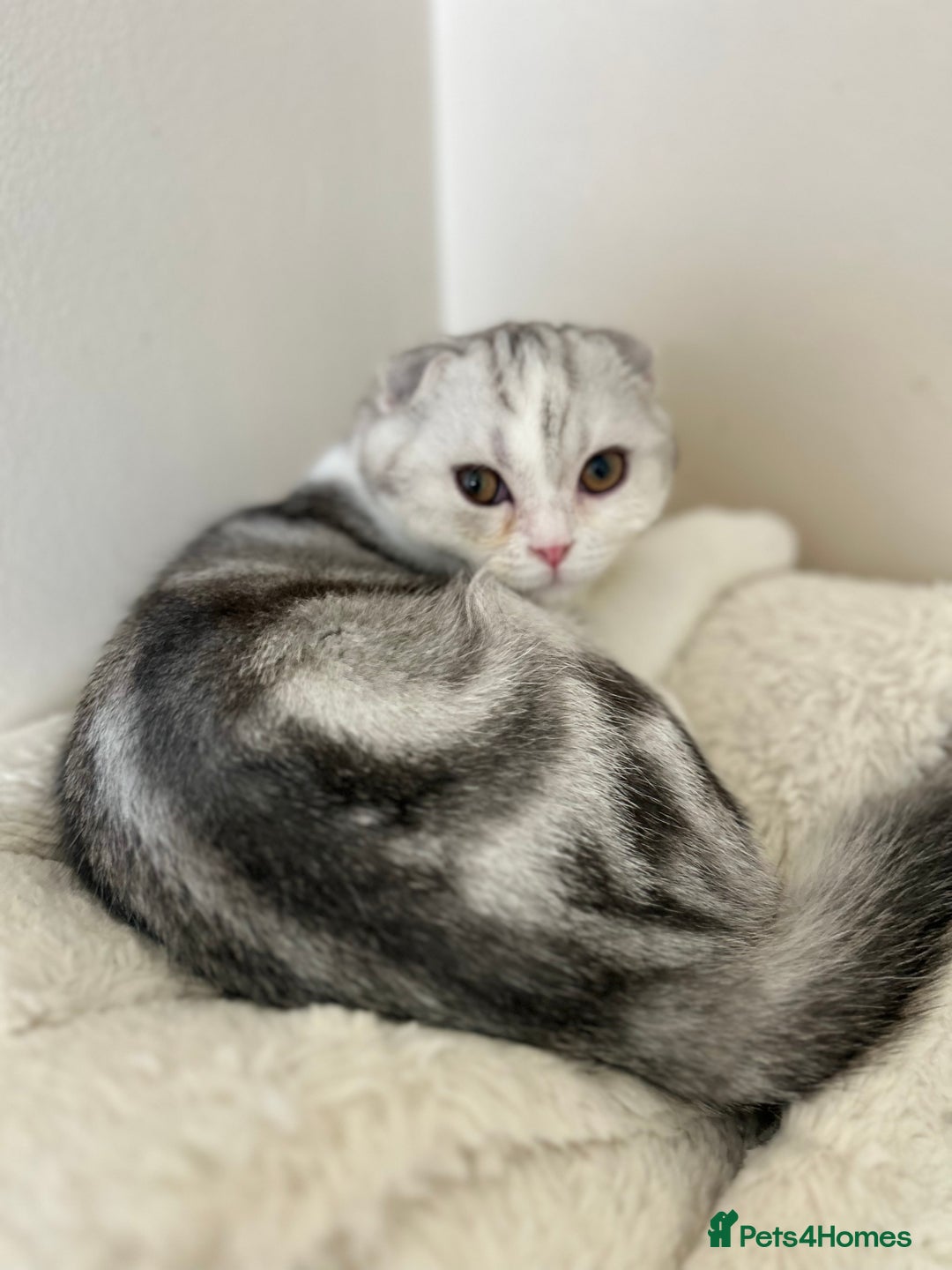 Scottish Fold cats for sale: Beautiful Scottish fold baby’s  in Reading - Image 20