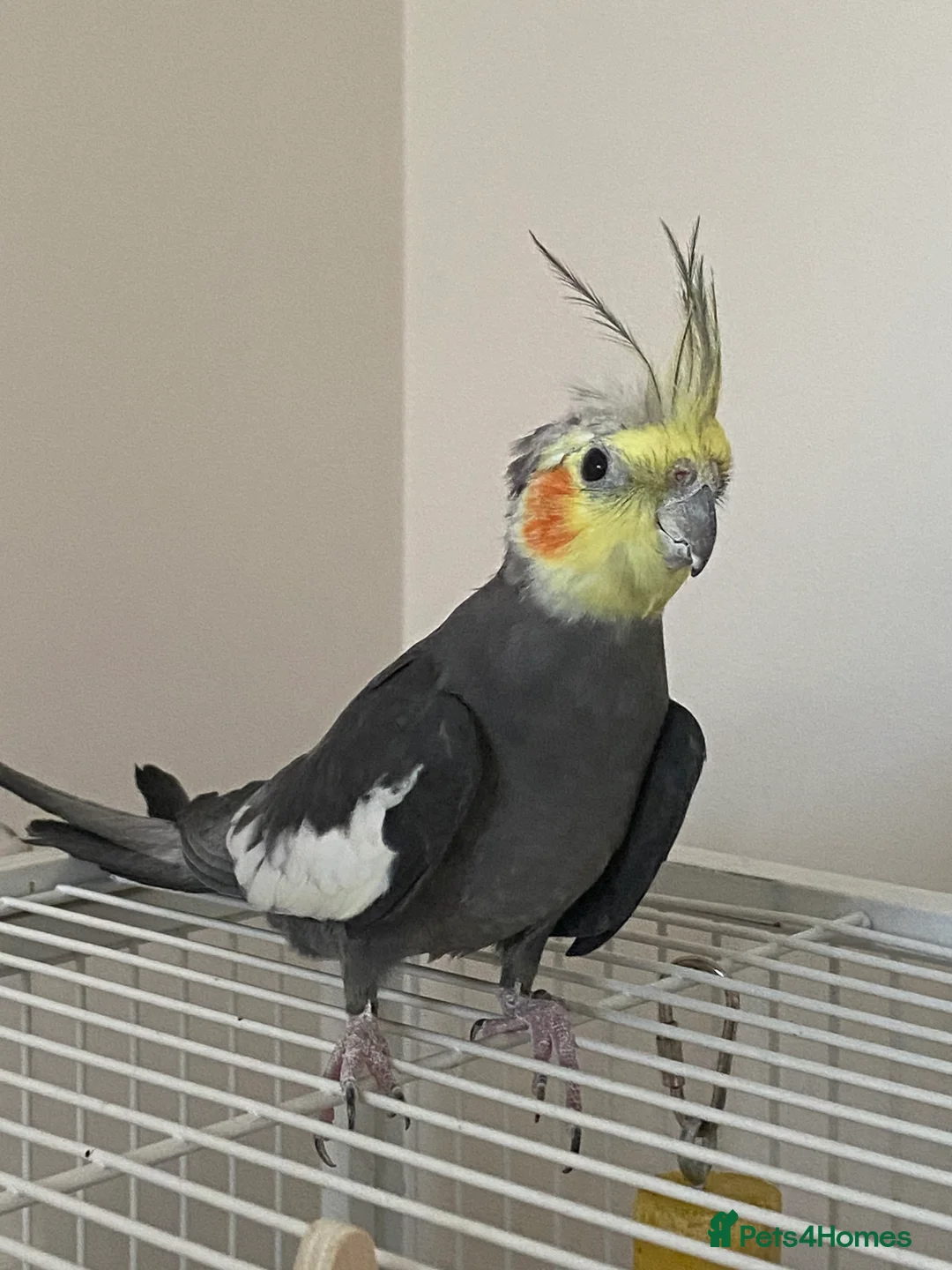 Cockatiels birds for sale: 2 Female Cocktails  - Advert 6