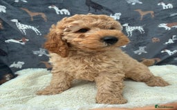 Miniature Poodle dogs for sale:  BOY MINIATURE POODLE AVAILABLE! - Image 11