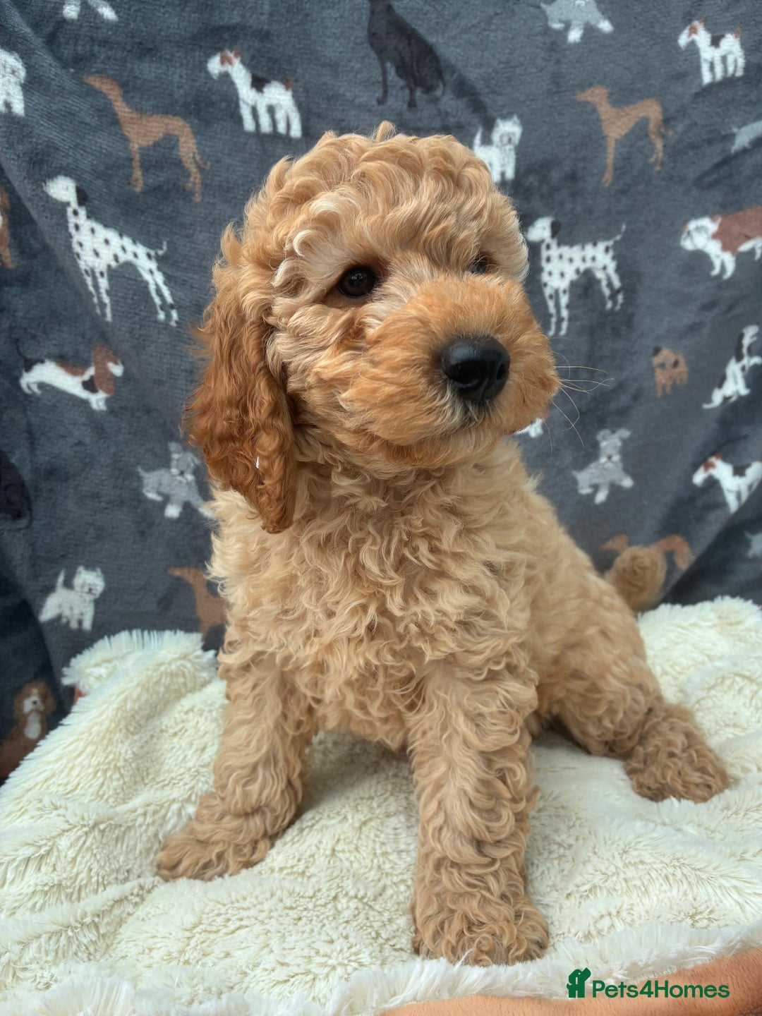 Miniature Poodle dogs for sale:  BOY MINIATURE POODLE AVAILABLE! - Image 11