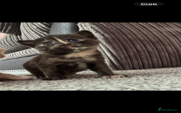 Mixed Breed cats for sale: Kittens  - Image 5